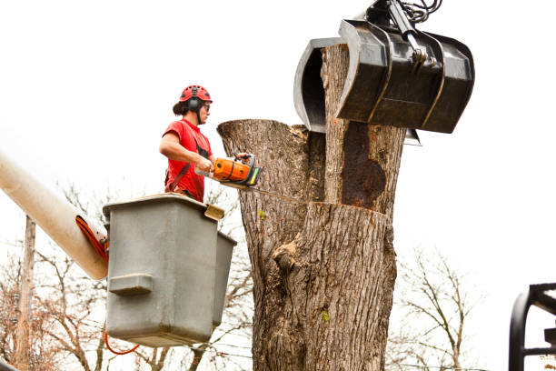 Best Tree Disease Treatment  in Kewaunee, WI